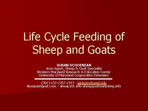 Life Cycle Feeding of Sheep and Goats SUSAN