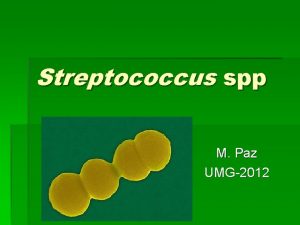 Streptococcus spp M Paz UMG2012 Streptococcus spp Gr