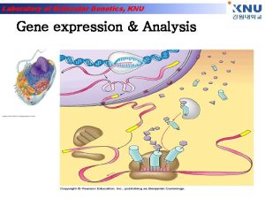 Laboratory of Molecular Genetics KNU Gene expression Analysis