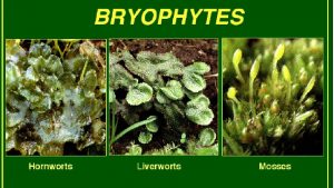 BRYOPHYTES DIVISION BRYOPHYTA MOSSES No vascular tissue About