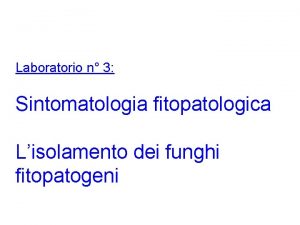 Laboratorio n 3 Sintomatologia fitopatologica Lisolamento dei funghi