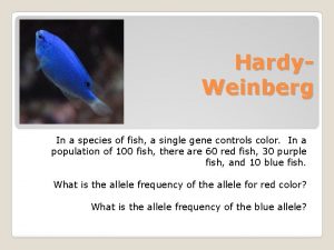 Hardy Weinberg In a species of fish a