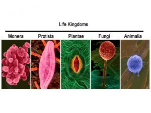 Introduccion a la Biologia Molecular 2007 Teoria celularCelula