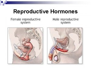 Reproductive Hormones Reproductive Hormones Male gonads testes produce