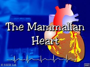 SSER Ltd Mammalian Heart Structure The heart is