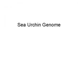 Sea Urchin Genome Origin The sea urchins Class