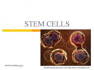 STEM CELLS 2016 Paul Billiet ODWS Mesenchymal precursor