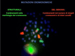MUTAZIONI CROMOSOMICHE STRUTTURALI DEL GENOMA Cambiamenti nella morfologia