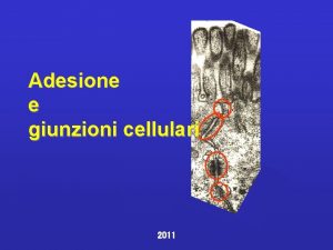 Adesione e giunzioni cellulari 2011 Adesione Cellulacellula cellulestrutture