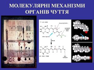 Santiago Ramn y Cajal Cyclic nucleotidegated ion channels