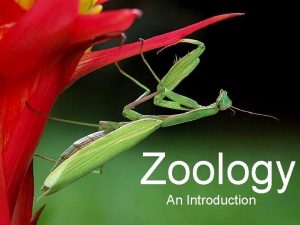 Zoology An Introduction Zoology Study of animals In