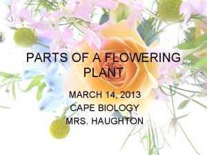 PARTS OF A FLOWERING PLANT MARCH 14 2013