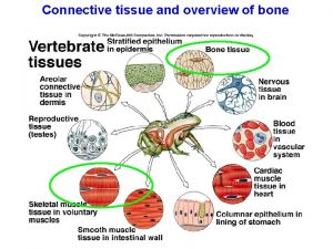 Connective tissue and overview of bone Hyaline cartilage