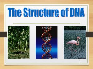 1 DNA DNA is often called the blueprint