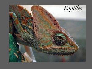 Reptiles Scientists believe other land vertebrates evolved from