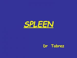 SPLEEN Dr Tabrez It is a haemolymph organ