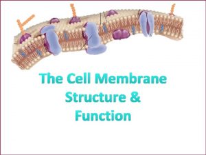 The Cell Membrane Structure Function RECALL PLASMA MEMBRANE