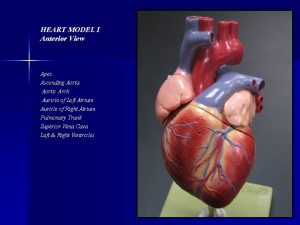 HEART MODEL I Anterior View Apex Ascending Aorta