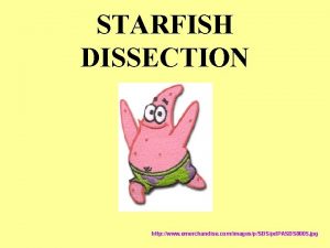 STARFISH DISSECTION http www emerchandise comimagespSBSpd PASBS 0005