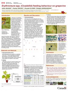 Erythroneura spp Cicadellid feeding behaviour on grapevine Julien