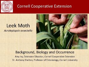 Cornell Cooperative Extension Leek Moth Acrolepiopsis assectella L