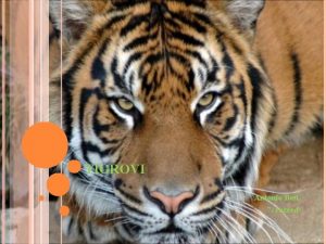 TIGROVI Antonio Beti 7 razred TIGAR Panthera tigris