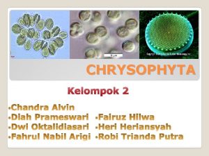Navicula merupakan salah satu anggota chrysophyta