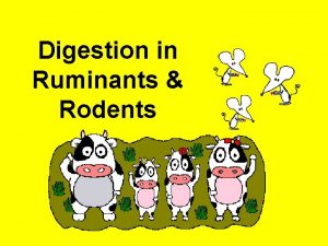 Digestion in Ruminants Rodents Ruminants Herbivore mammals Eg