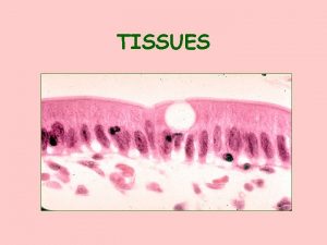 TISSUES TISSUES DEFINITION A GROUP OF SIMILAR CELLS