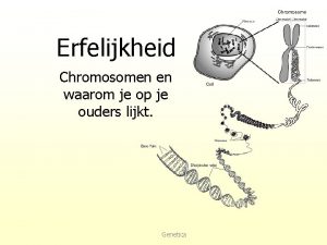 Erfelijkheid Chromosomen en waarom je op je ouders