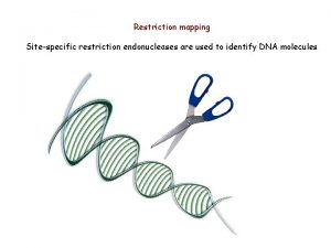 Restriction mapping Sitespecific restriction endonucleases are used to