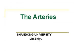 The Arteries SHANDONG UNIVERSITY Liu Zhiyu The Arteries