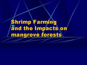 Shrimp Farming and the Impacts on mangrove forests