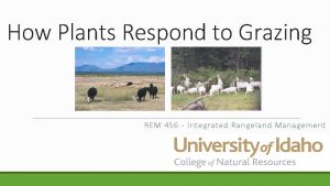 How Plants Respond to Grazing REM 456 Integrated