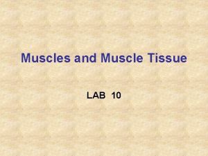 Muscles and Muscle Tissue LAB 10 Muscle Overview