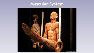 Muscular System 5 Muscular System Functions Skeletal muscle