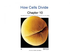 How Cells Divide Chapter 10 Why do cells