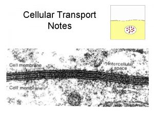 Cellular Transport Notes 7 3 Cell Boundaries Cell
