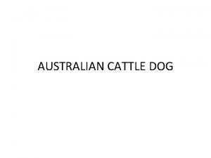 AUSTRALIAN CATTLE DOG AUSTRALIAN CATTLE DOG Australian Cattle