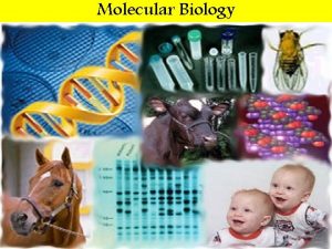 Molecular Biology What is molecular biology Molecular biology