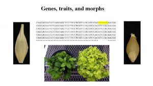 Genes traits and morphs Genotype Phenotype trait https