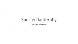 Spotted lanternfly Lycorma delicatula Origins Spotted lanternfly is