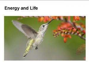 Energy and Life Heterotrophs and Autotrophs Organisms that