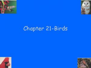Chapter 21 Birds Class Aves Birds members of