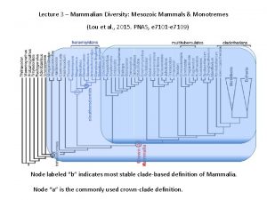 Lecture 3 Mammalian Diversity Mesozoic Mammals Monotremes Lou