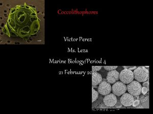 Coccolithophores Victor Perez Ms Leza Marine BiologyPeriod 4