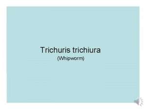Trichuris trichiura Whipworm Geographic distribution and epidemiology Worldwide