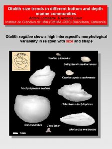 Otolith size trends in different bottom and depth