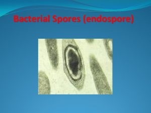 Bacterial Spores endospore Endospores form within the Cell