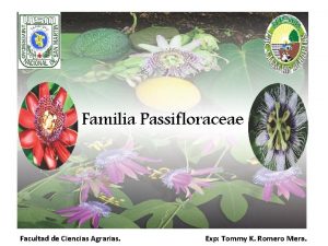 Familia Passifloraceae Facultad de Ciencias Agrarias Exp Tommy